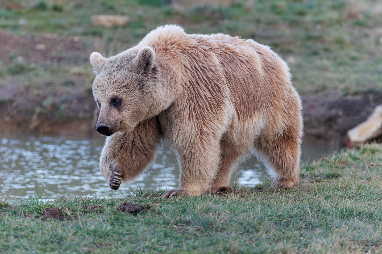 Syrian Brown Bear (Laika) / 10-2-2022 / Hamerton