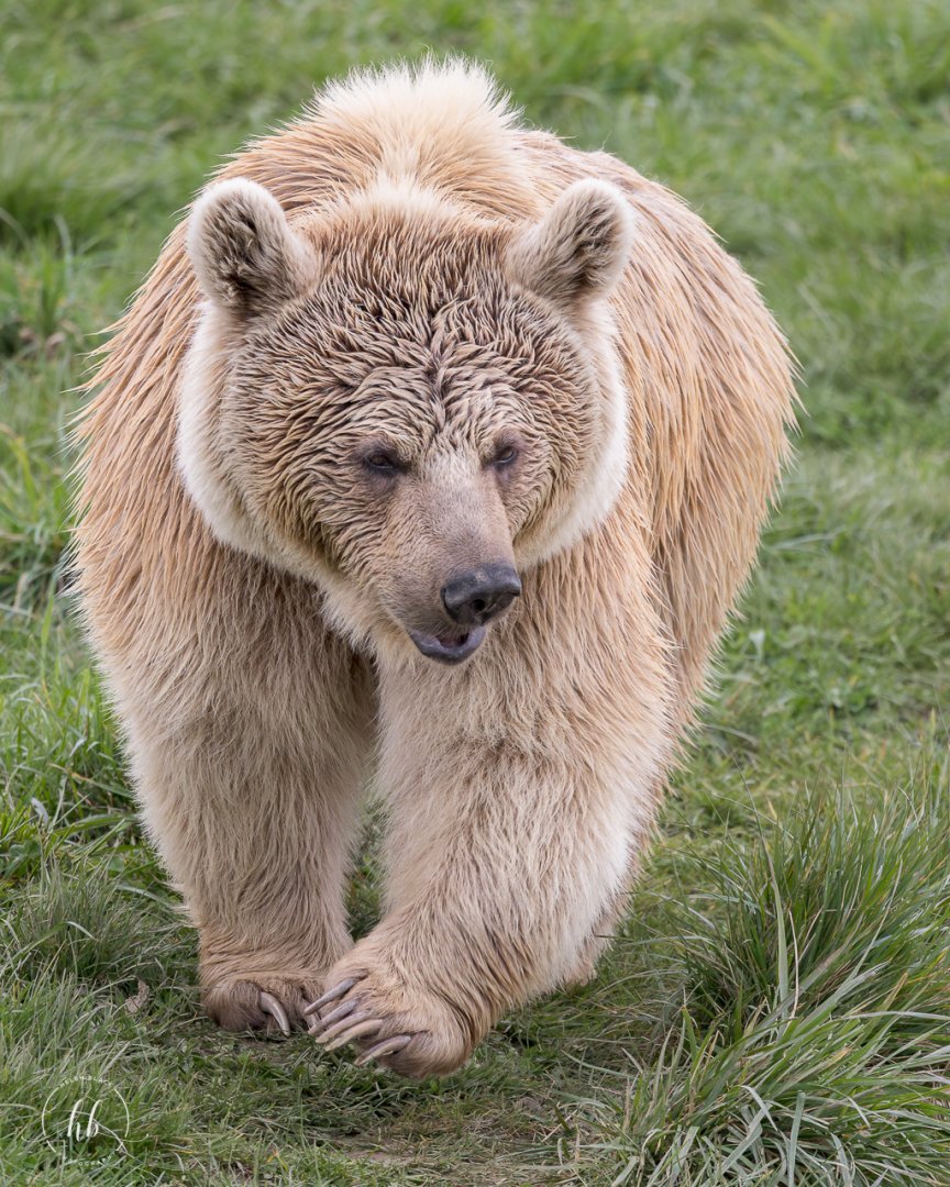 Syrian Brown Bear - Laika (f) / Hamerton / 26-3-24