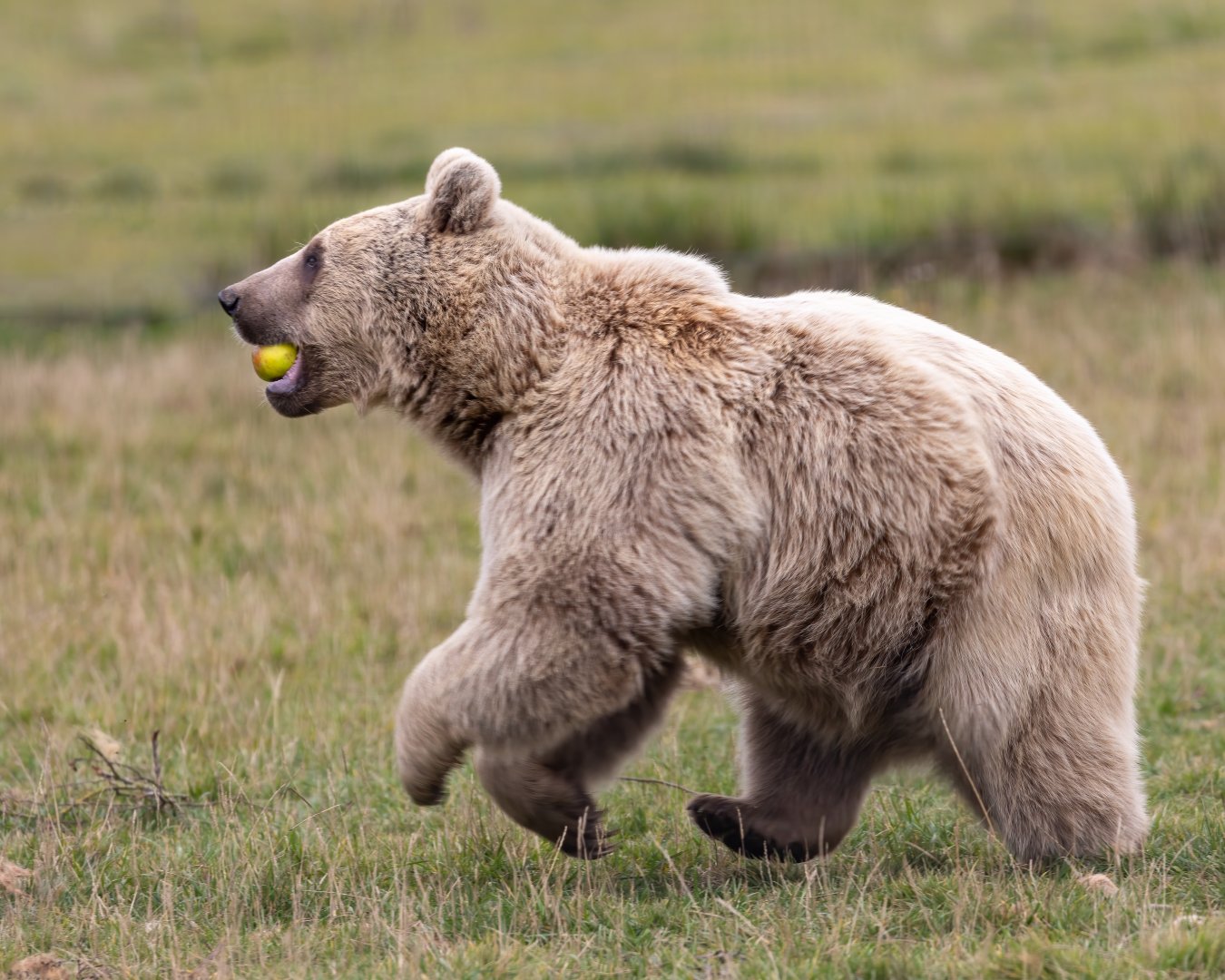 Syrian Brown Bear - Laika / Hamerton / 13-10-21