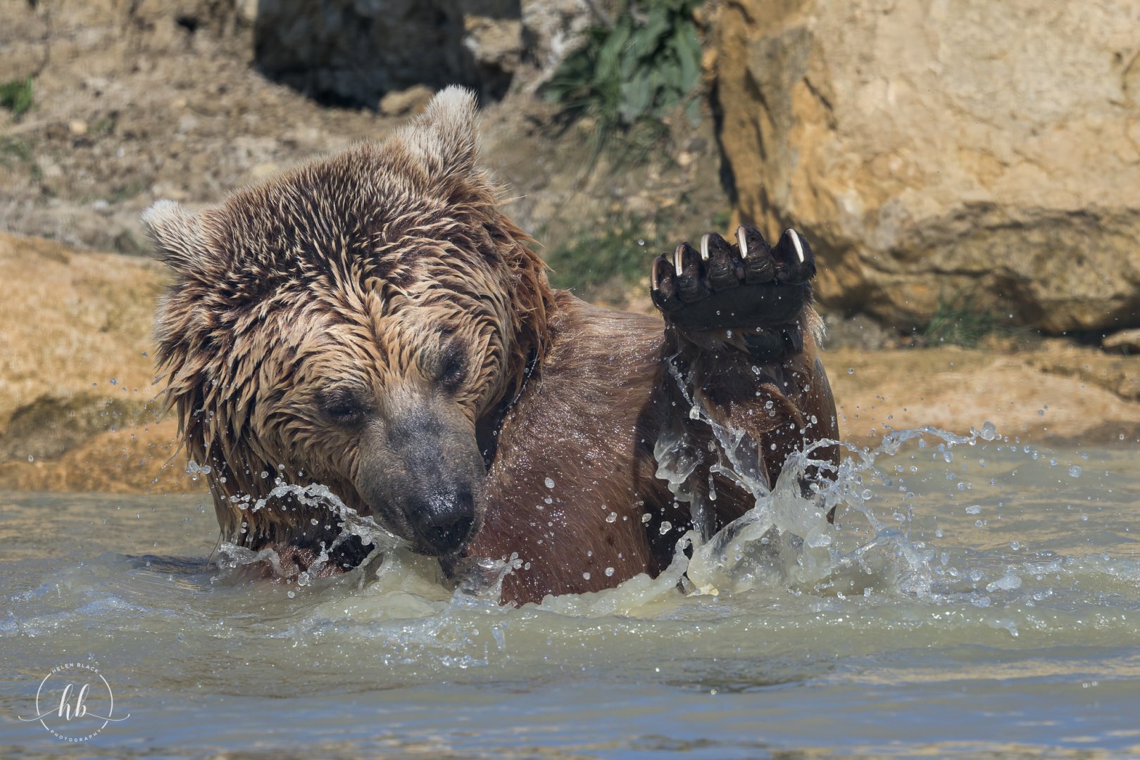 Syrian Brown Bear (m) / Hamerton / 3-4-25