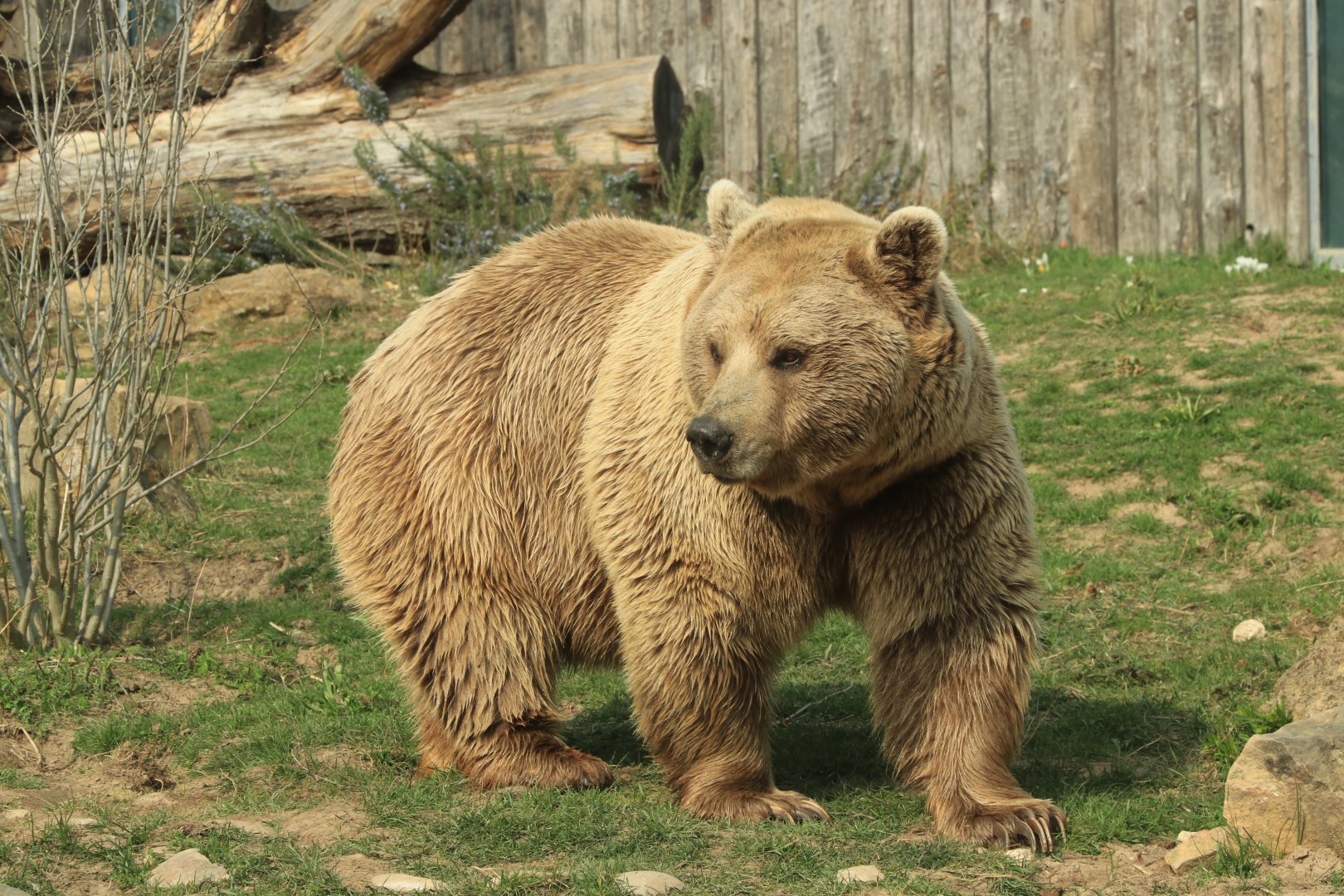 Syrian Brown Bear (March 2019)