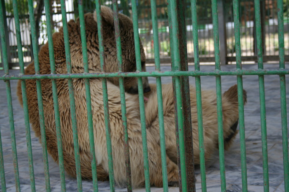 Syrian brown bear (mashhad zoo)