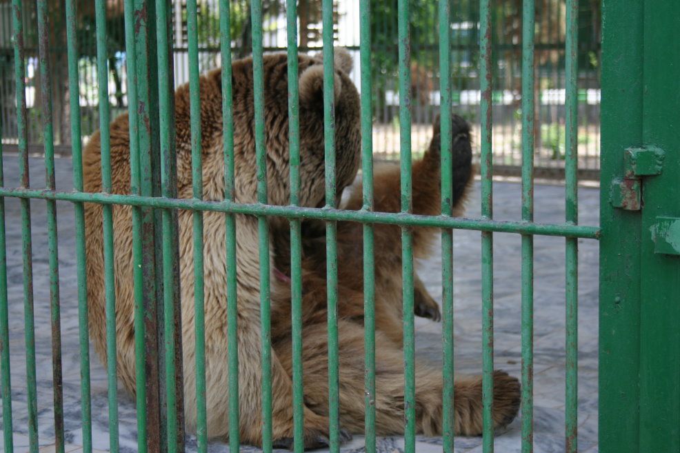 Syrian brown bear (mashhad zoo)