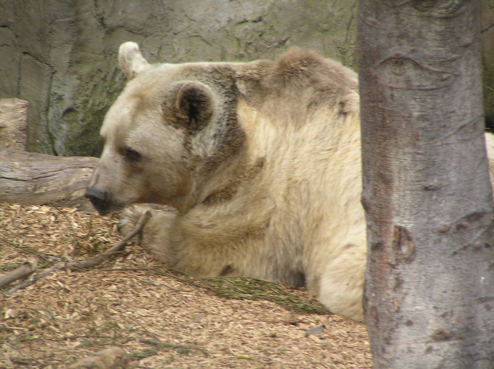Syrian brown bear - Melbourne zoo 05