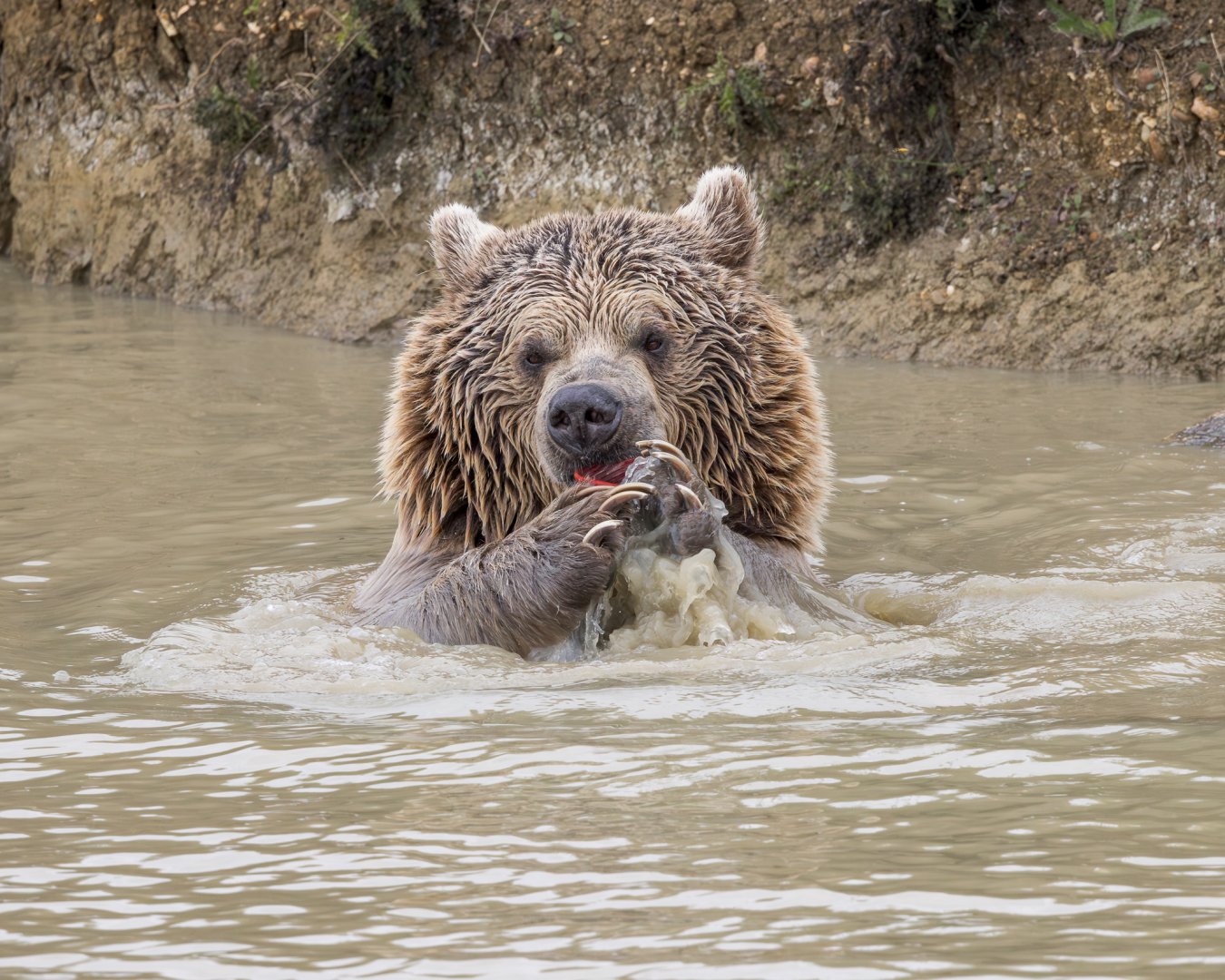 Syrian Brown Bear (Newton)  / Hamerton / 24-9-24