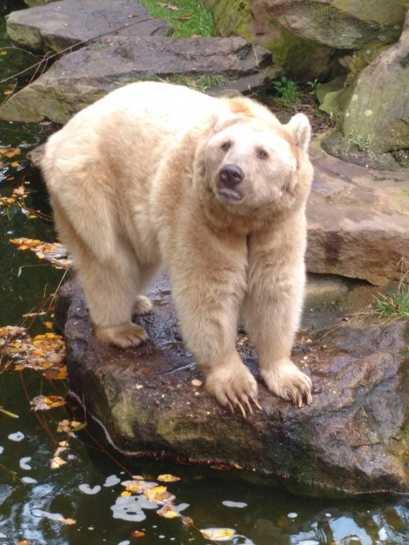 Syrian brown bear Oct 2016
