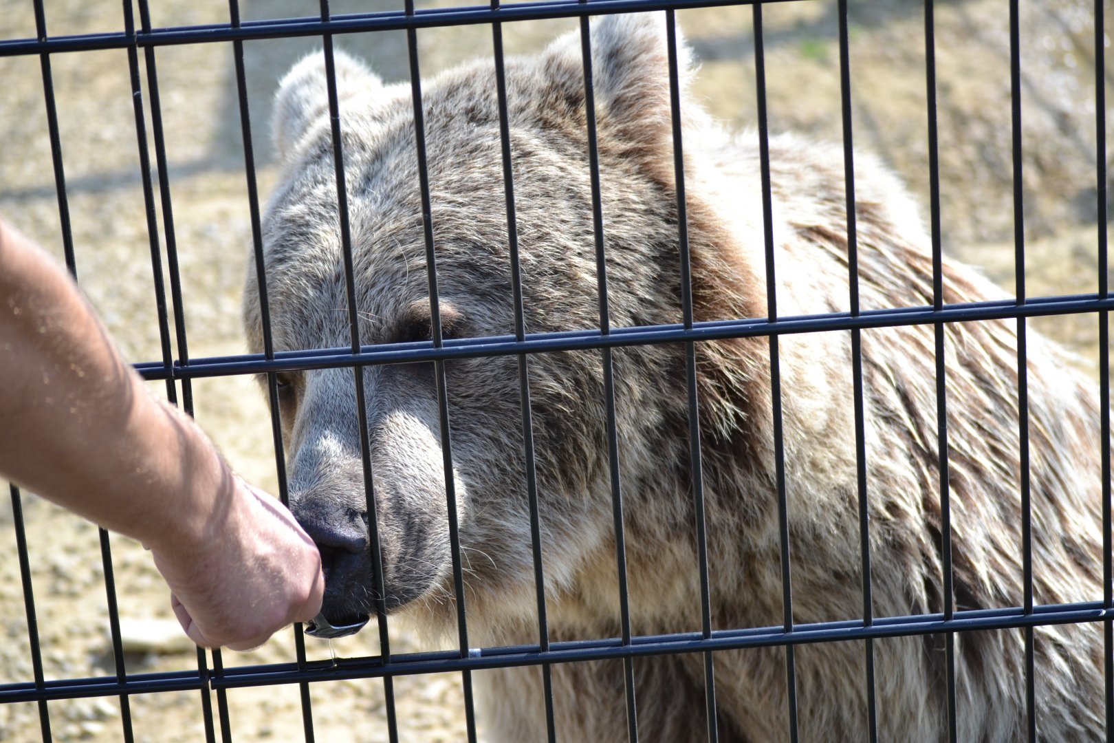 Syrian Brown Bear - September 2020