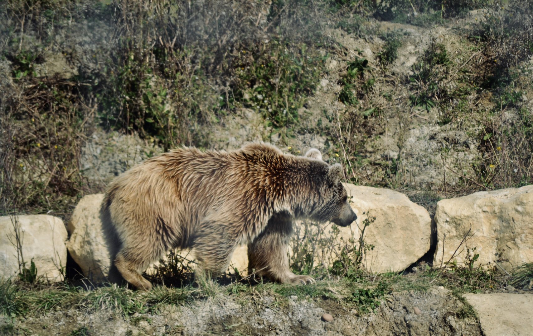 Syrian Brown Bear - September 2020