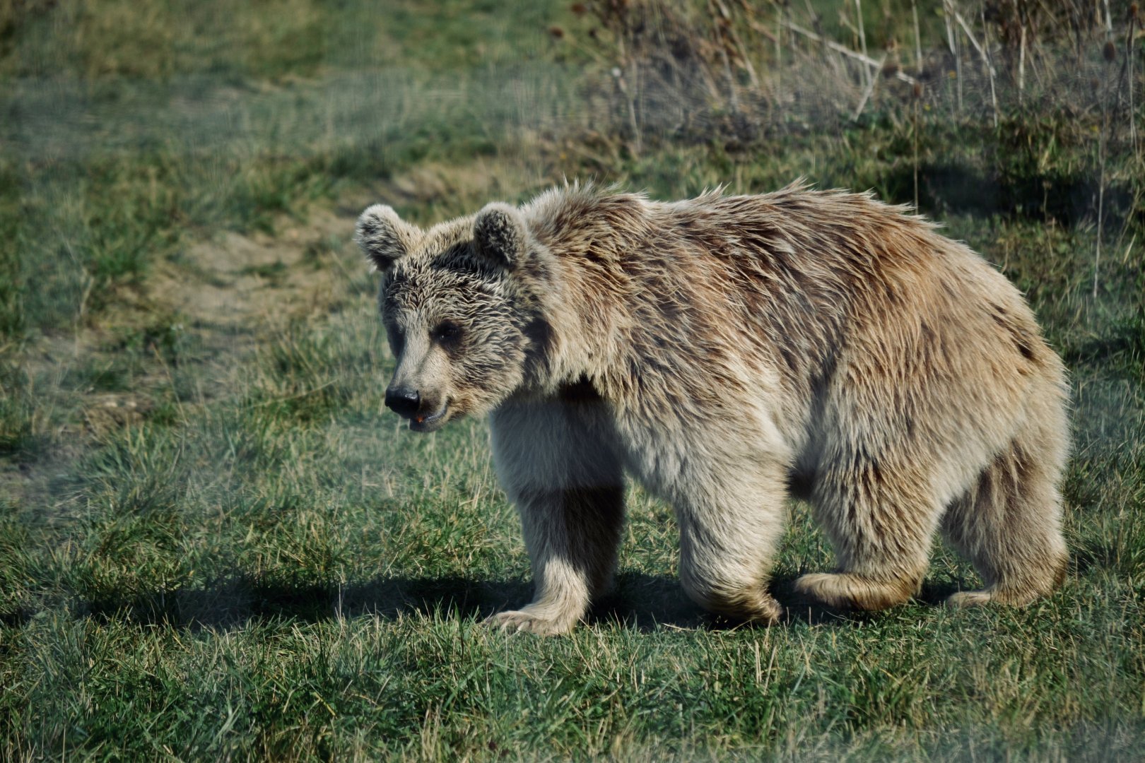 Syrian Brown Bear - September 2020