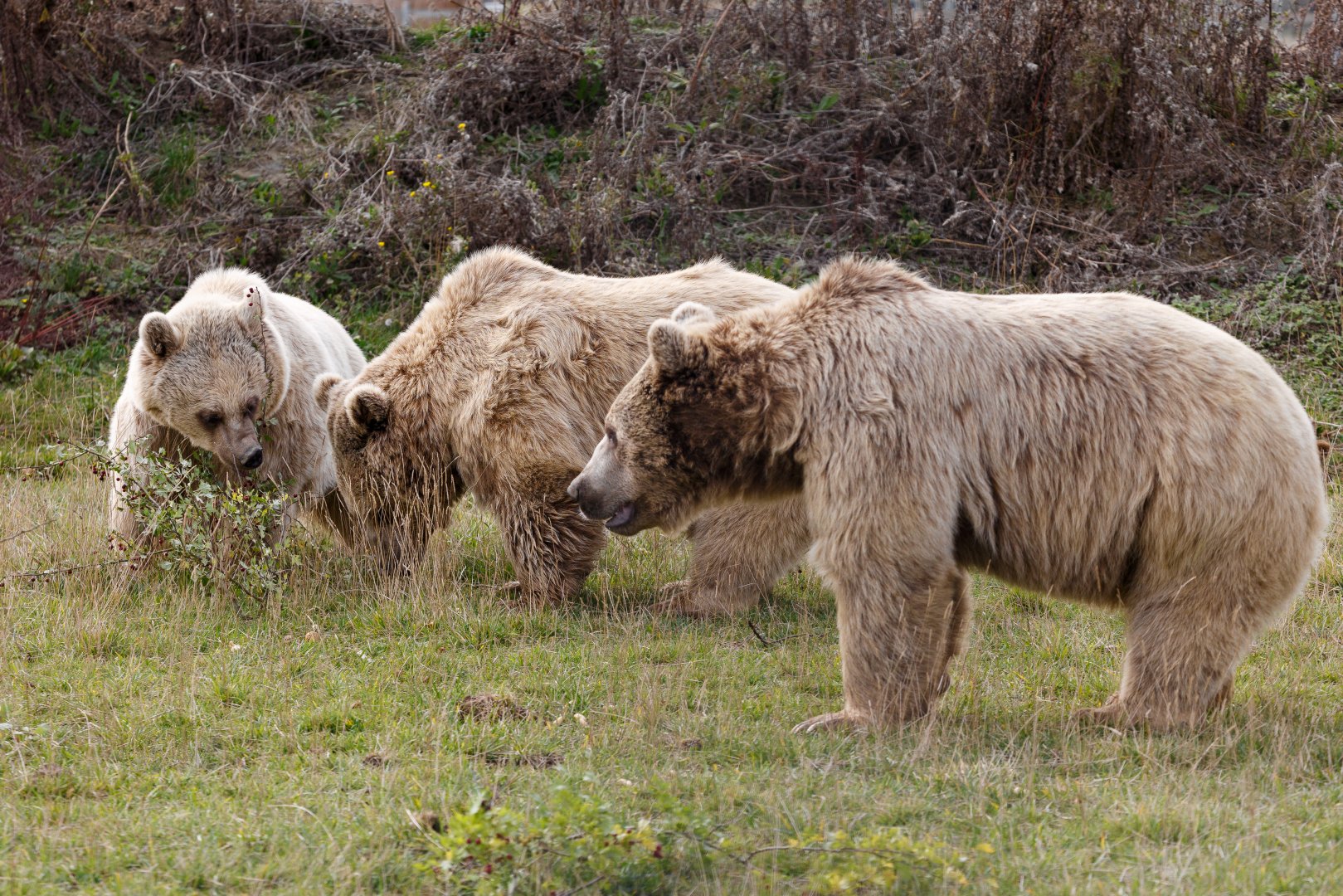 Syrian brown bear siblings / Hamerton / 23-10-21