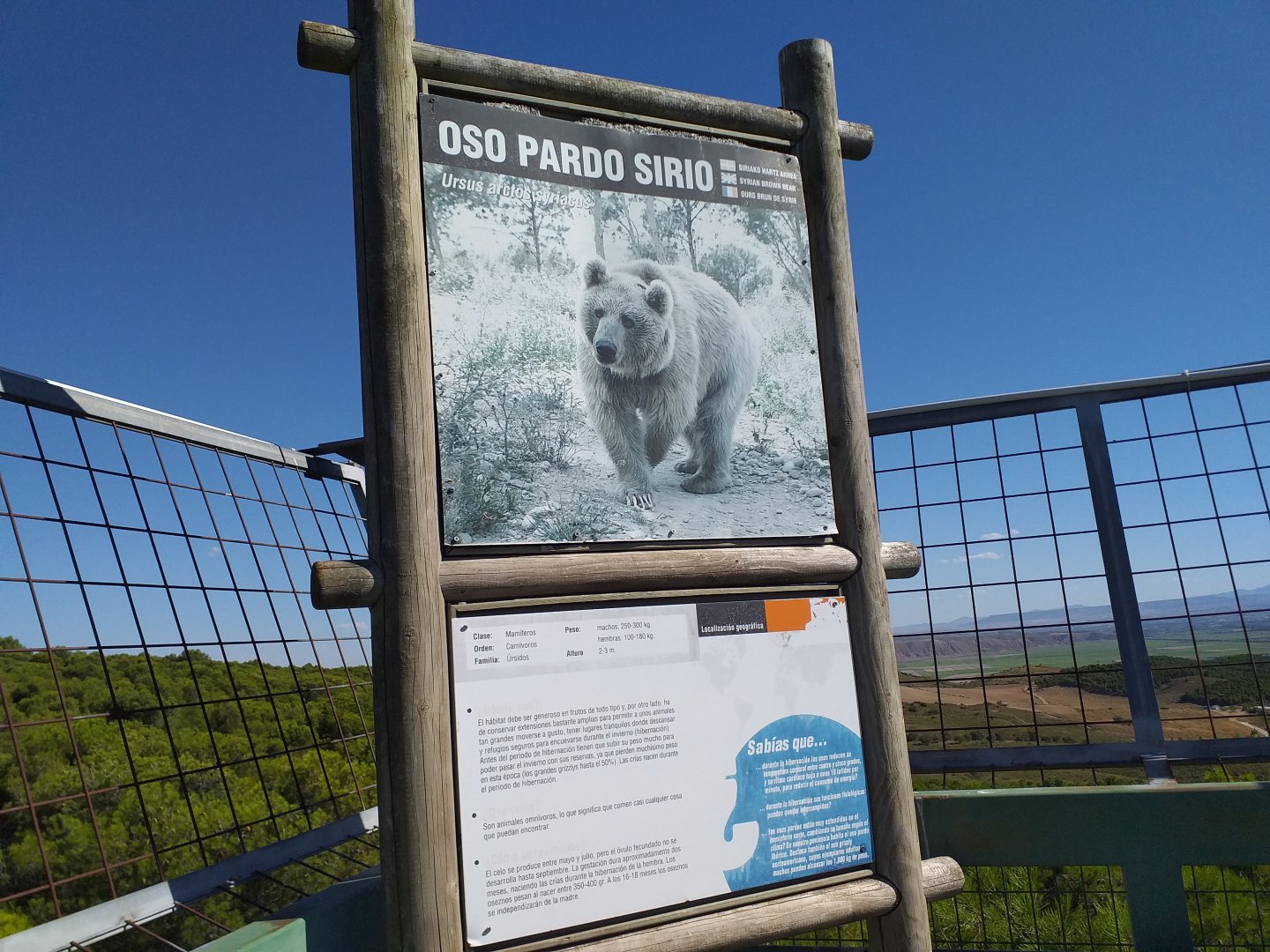 Syrian brown bear sign -Sendaviva (2020)