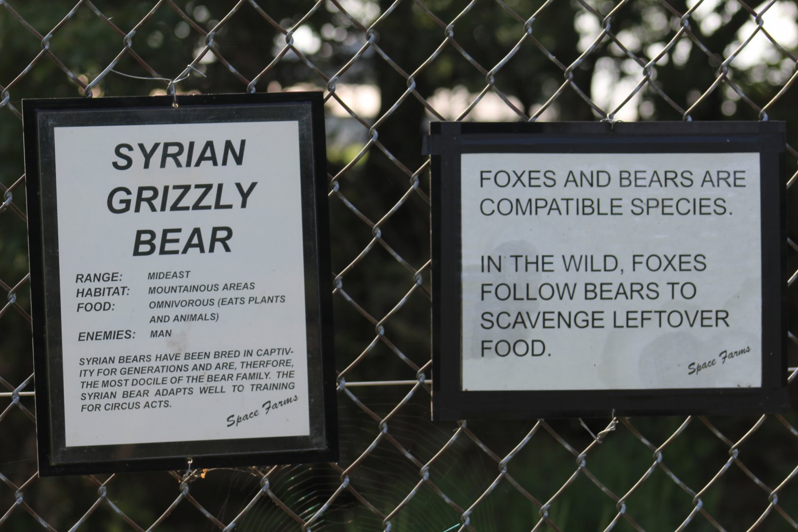 Syrian Brown Bear Signage
