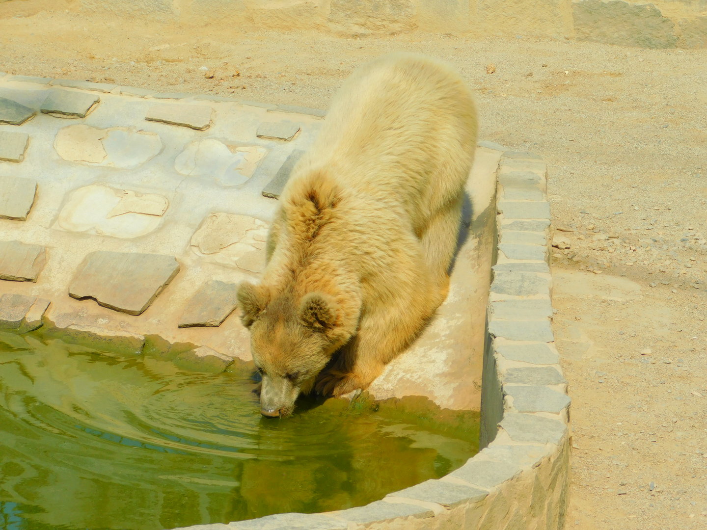 Syrian Brown Bear taking a dip at Park Of Istanbul