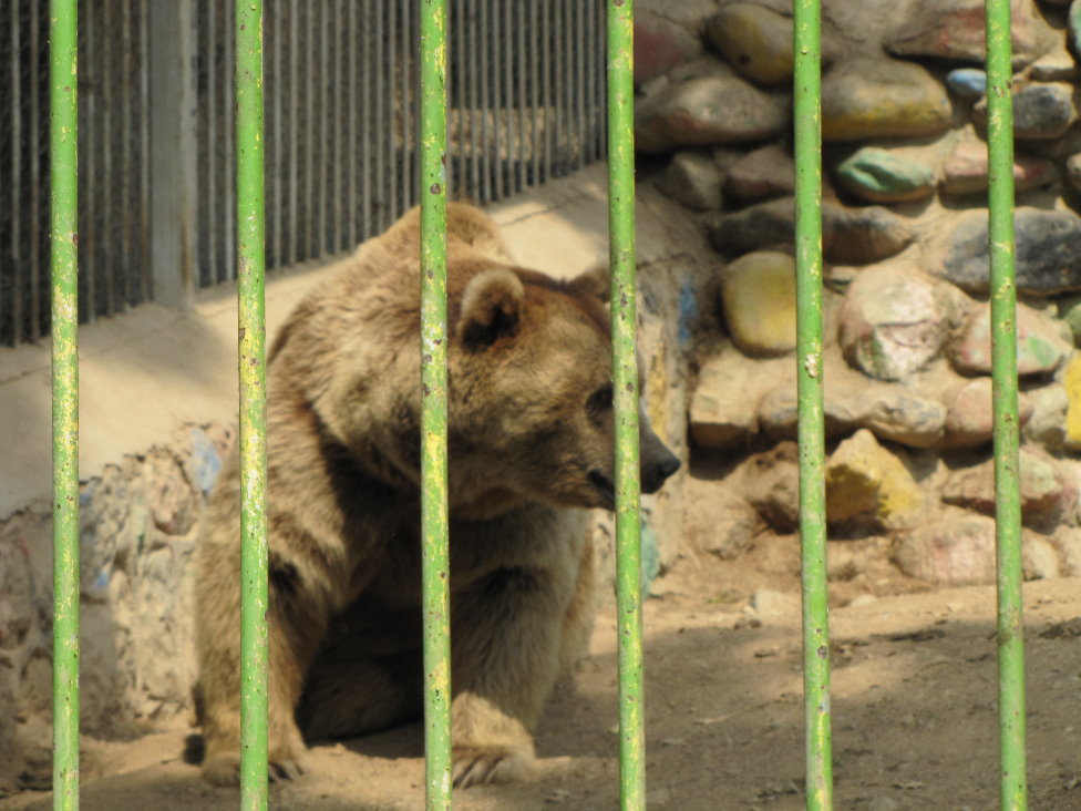 Syrian brown bear(tehran zoo)