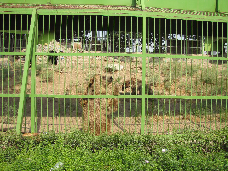Syrian brown bear(tehran zoo)