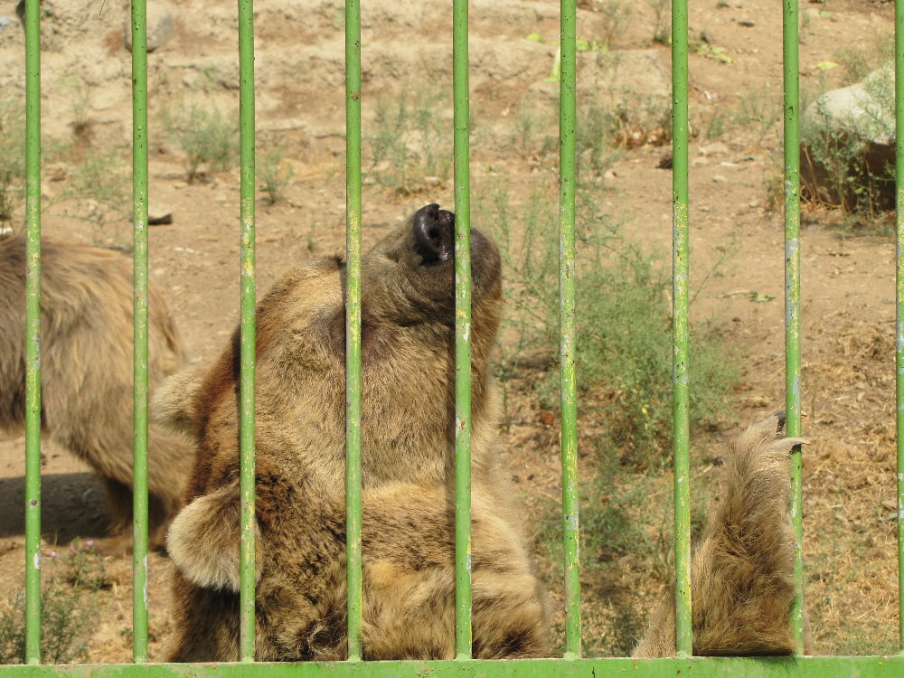 Syrian brown bear(tehran zoo)