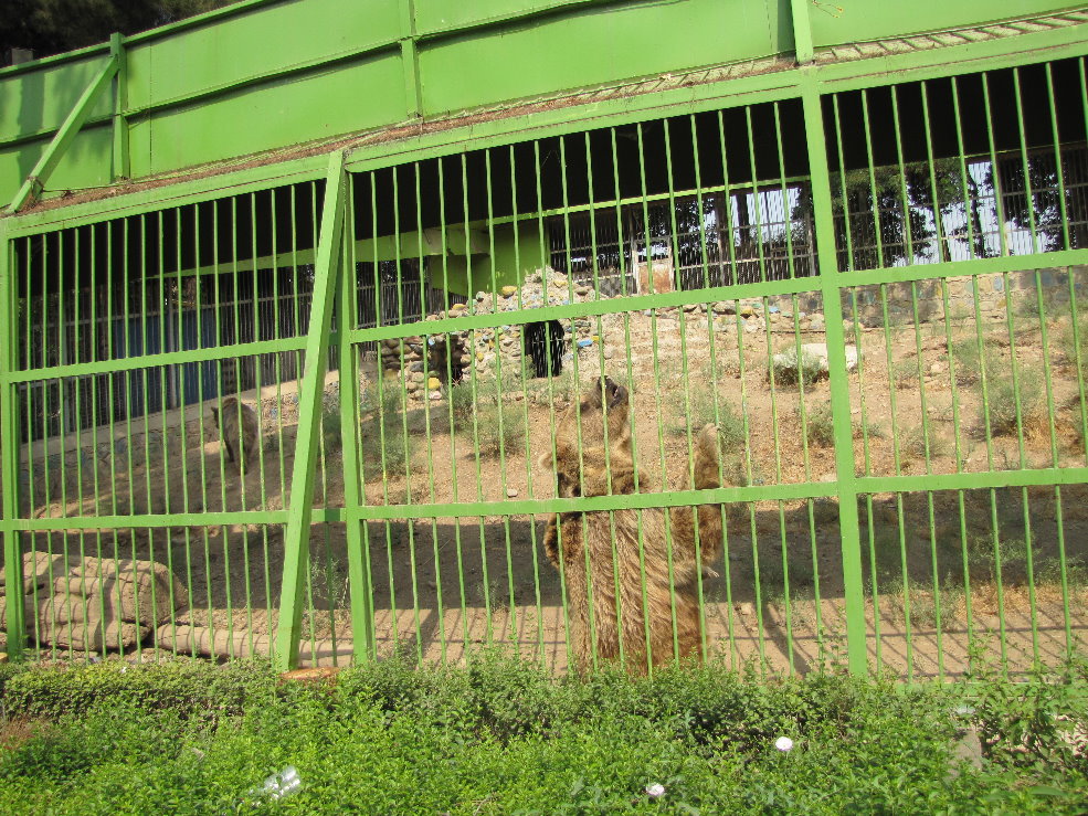 Syrian brown bear(tehran zoo)