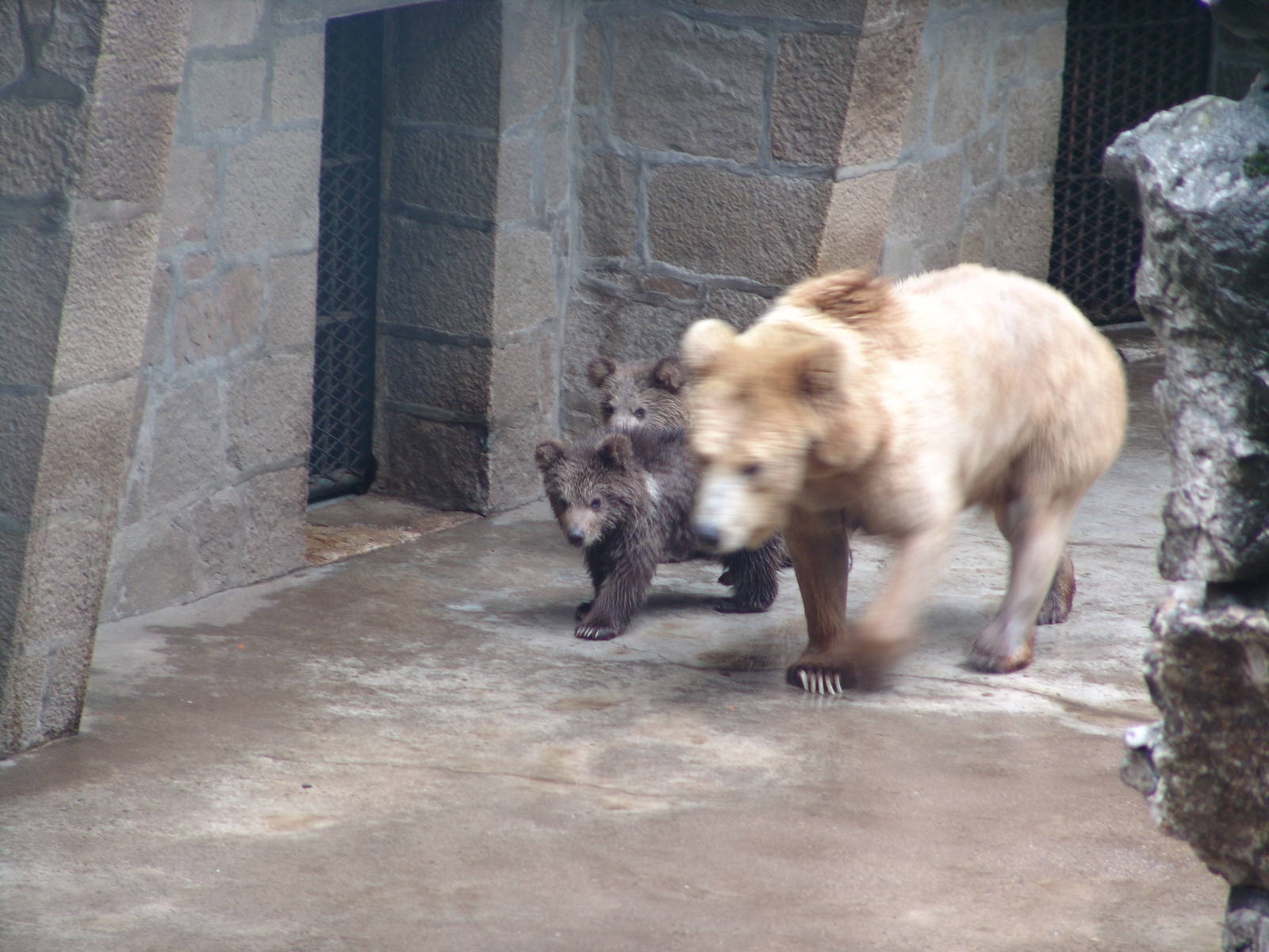 Syrian Brown Bear (Ursus arctos syriacus)