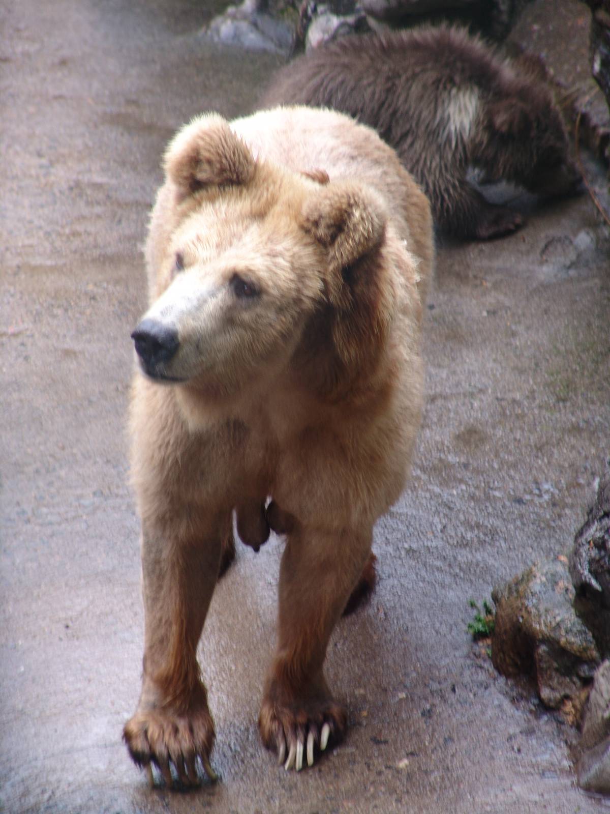 Syrian Brown Bear (Ursus arctos syriacus)