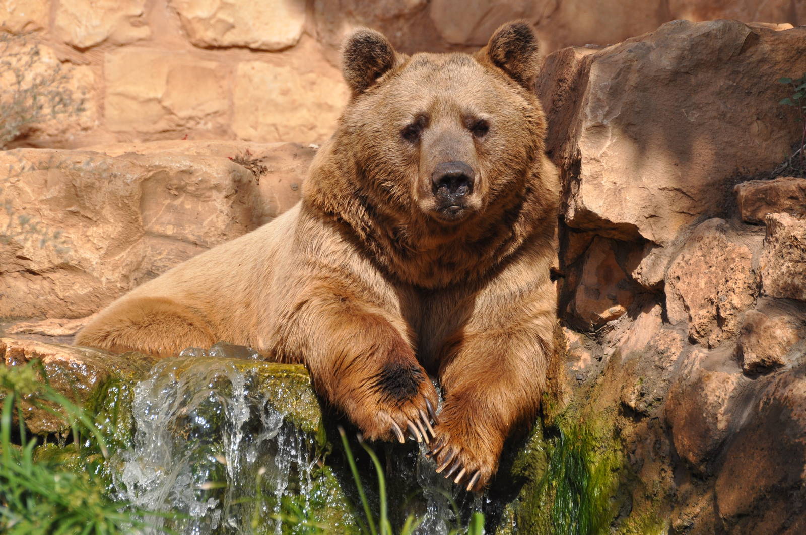 Syrian brown bear/ Ursus arctos syriacus