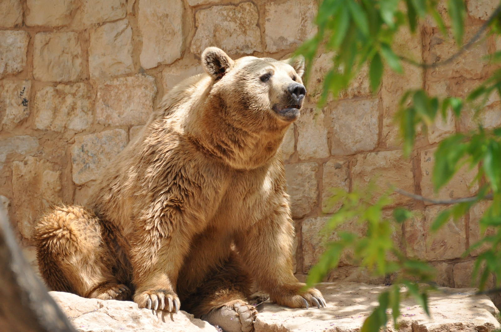 Syrian brown bear/ Ursus arctos syriacus