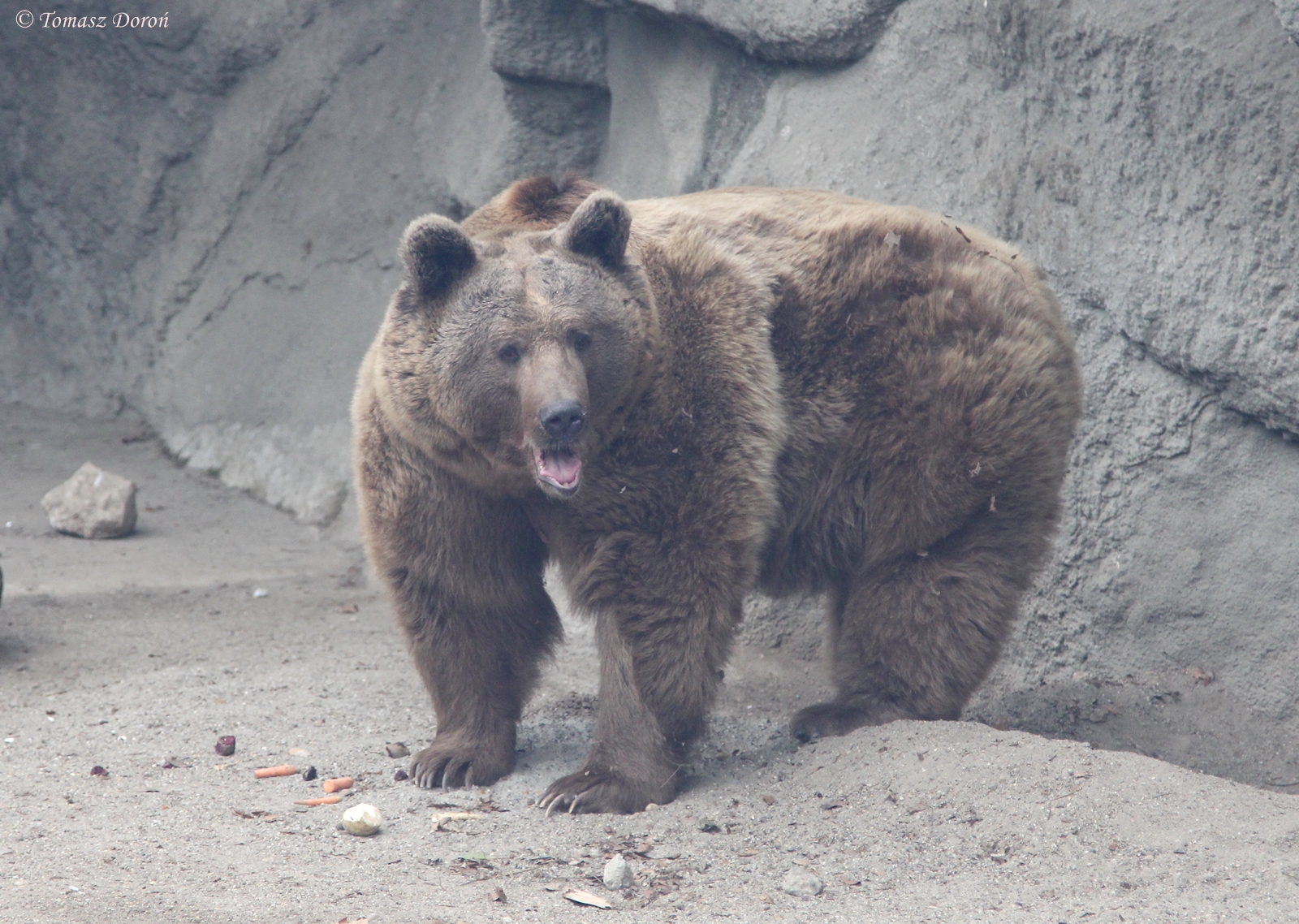 Syrian Brown Bear (Ursus arctos syriacus)