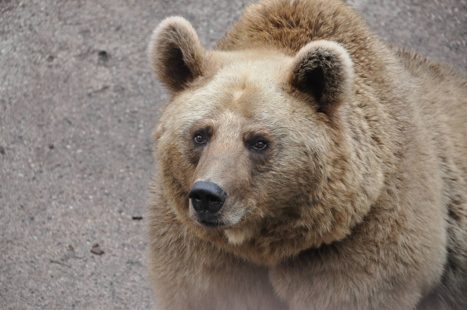 Syrian brown bear/ Ursus arctos syriacus