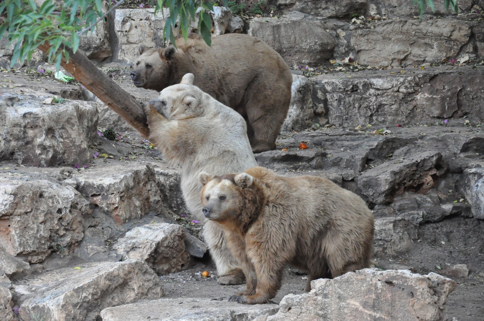 Syrian brown bear / Ursus arctos syriacus