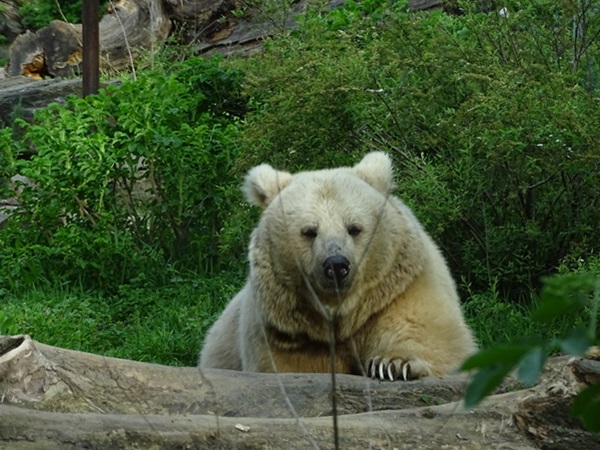 Syrian brown bear (Ursus arctos syriacus)