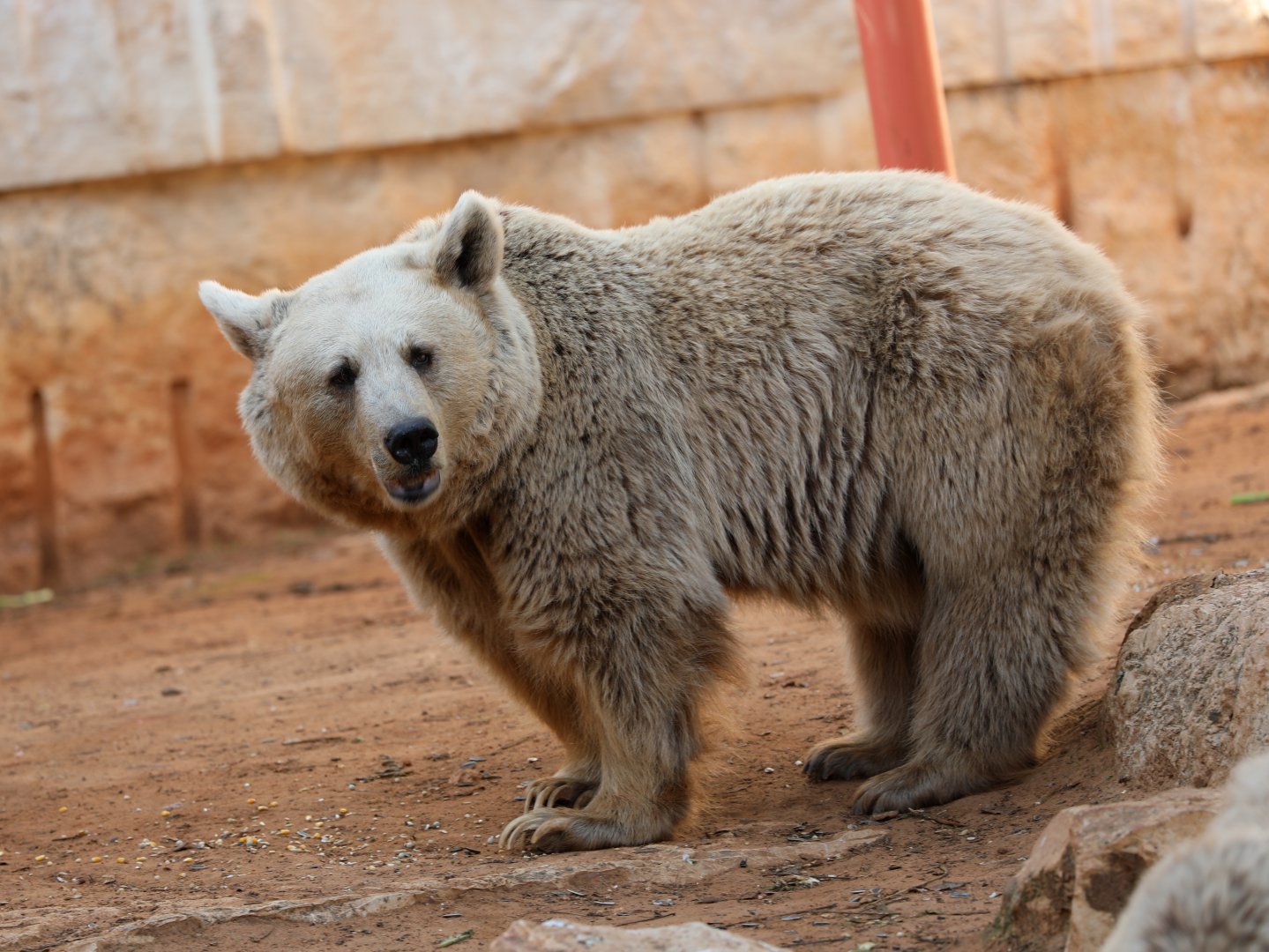 Syrian brown bear (Ursus arctos syriacus)