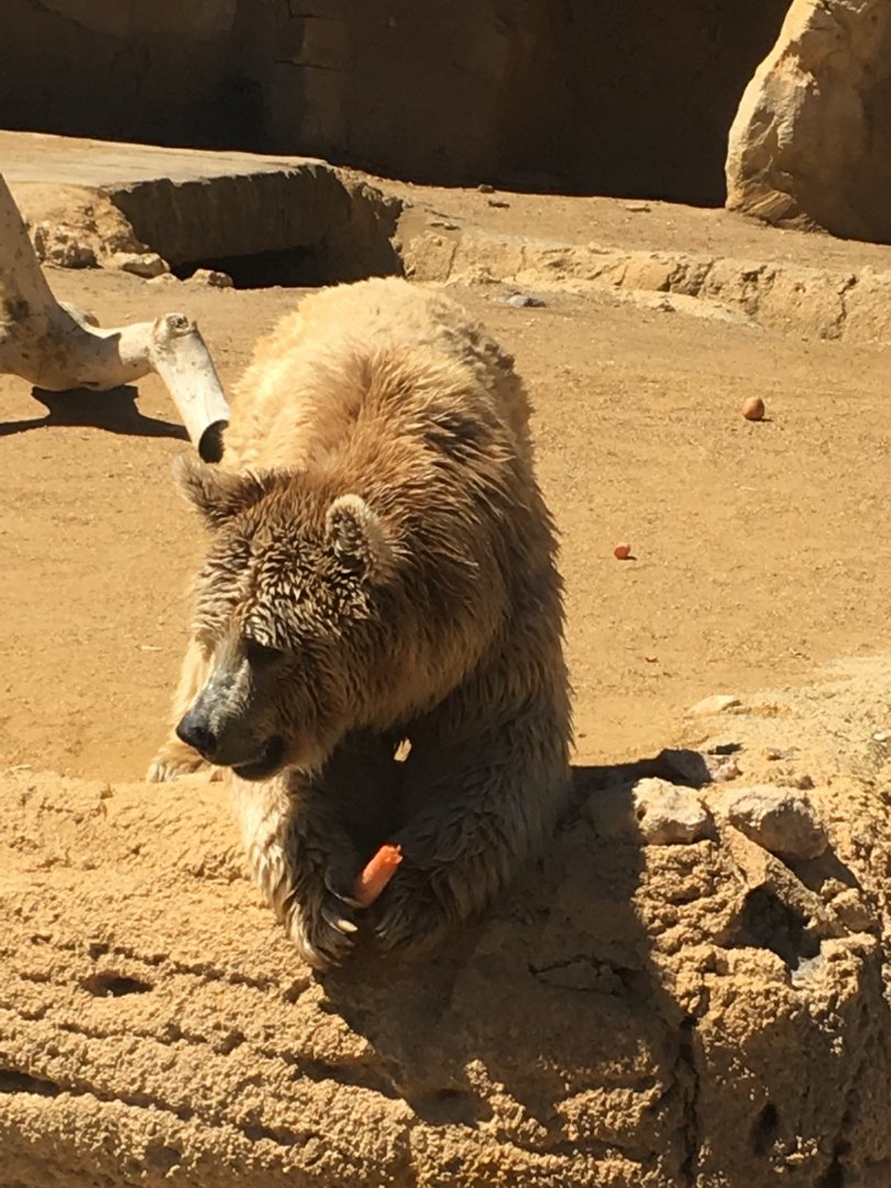 Syrian brown bear with carrot
