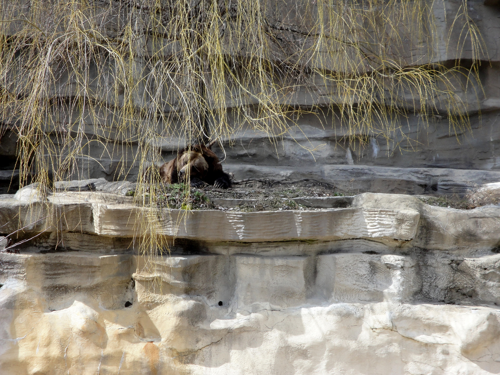 Syrian Brown Bear