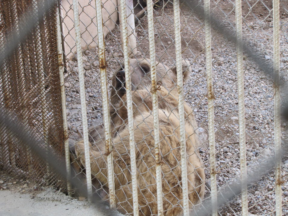 syrian brown bear