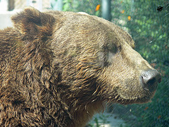 Syrian brown bear