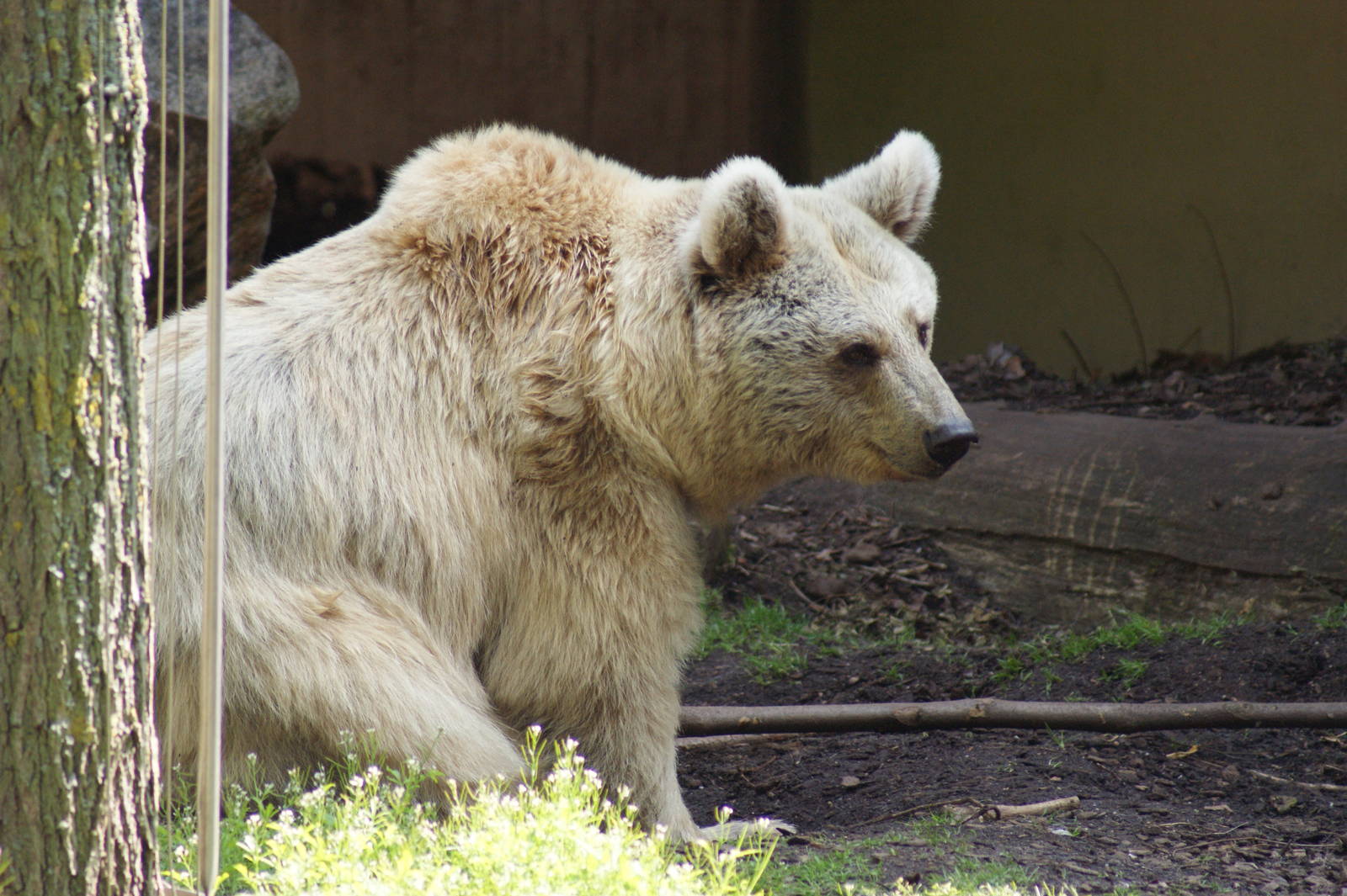 Syrian brown bear