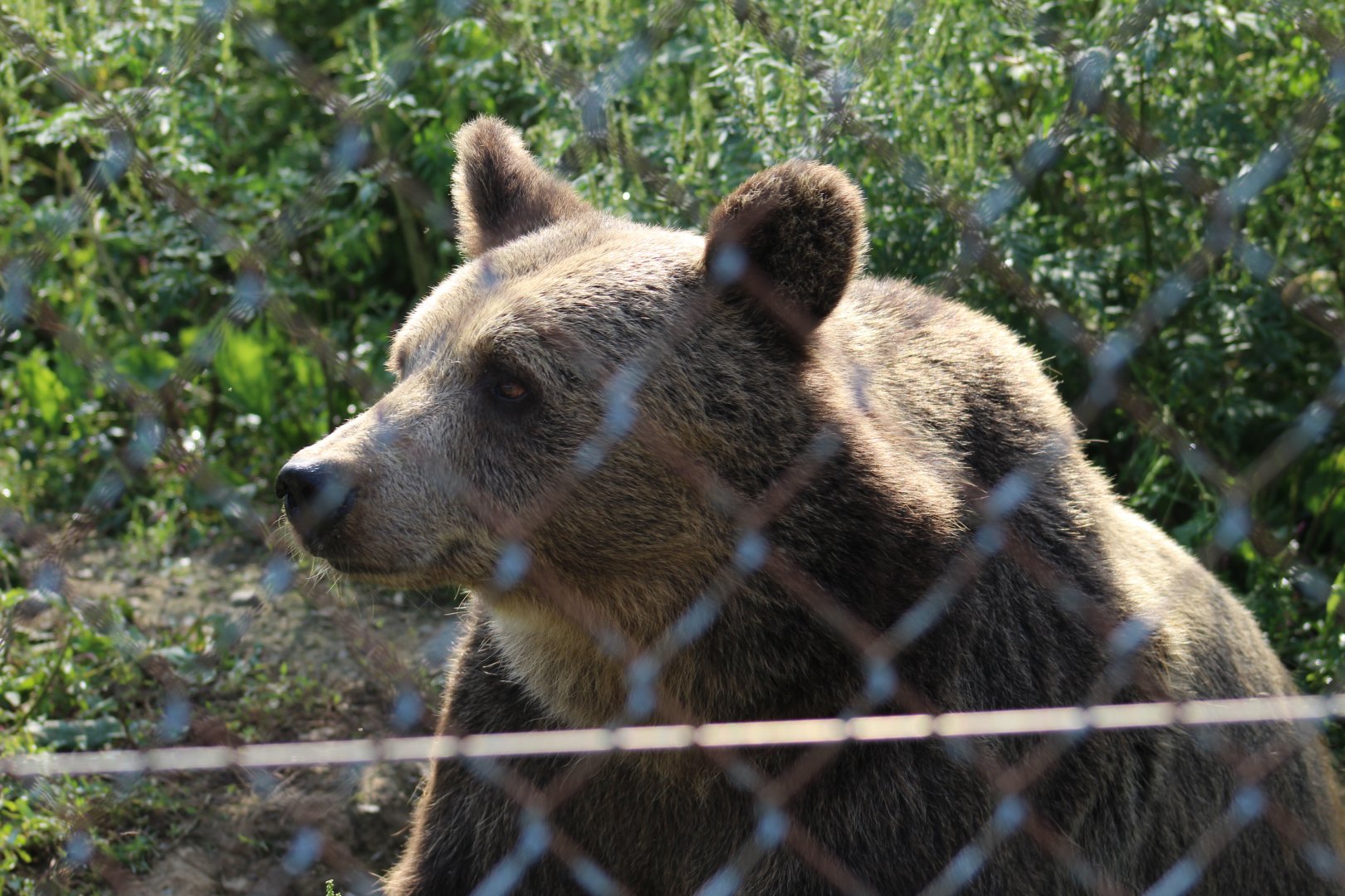 Syrian Brown Bear