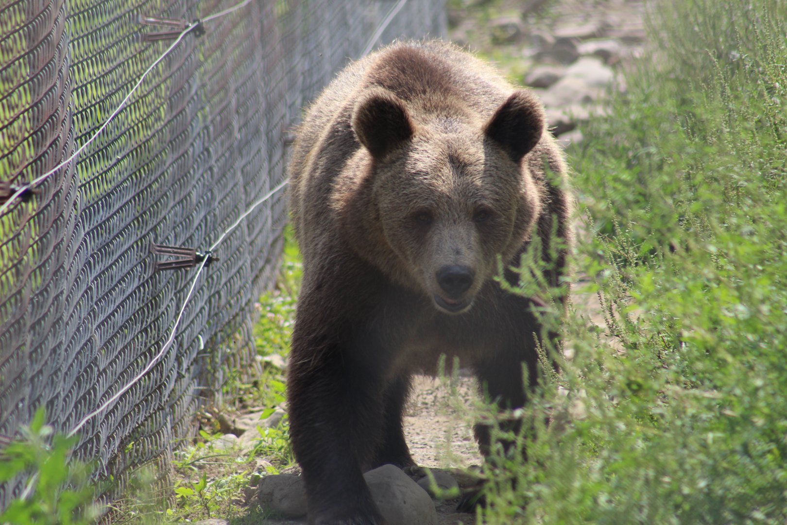 Syrian Brown Bear