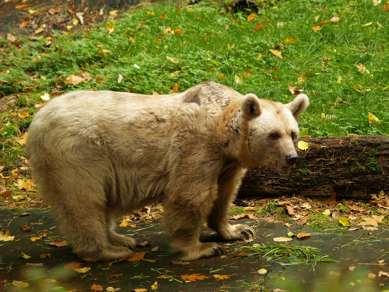 Syrian brown bear