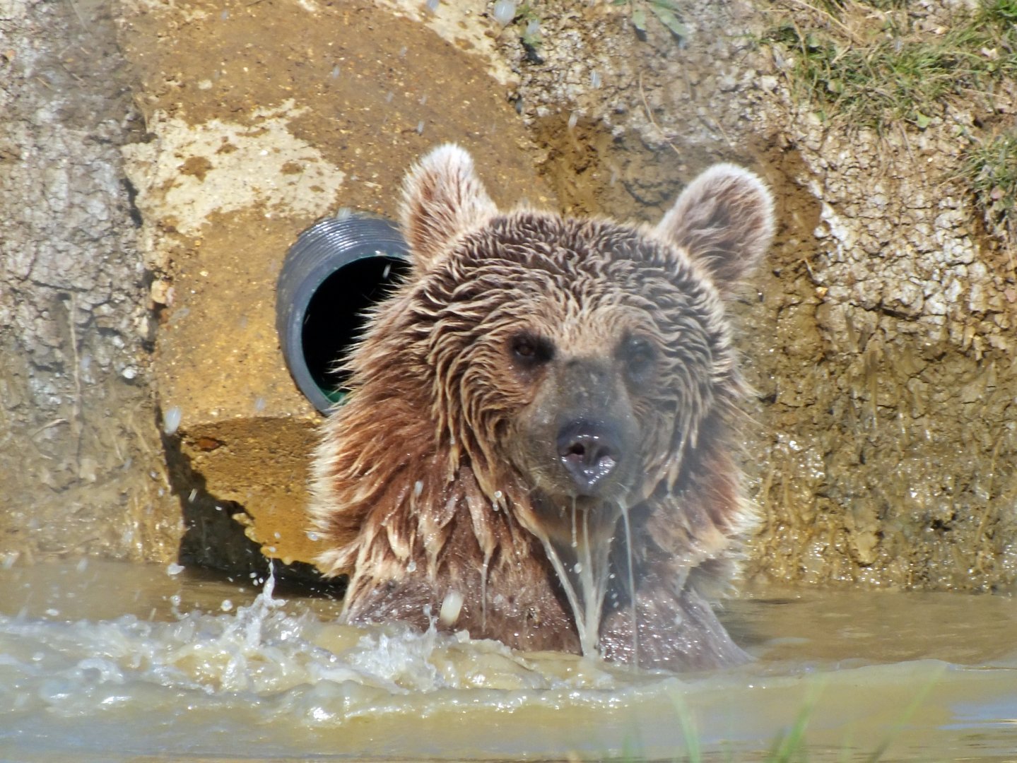 Syrian brown bear