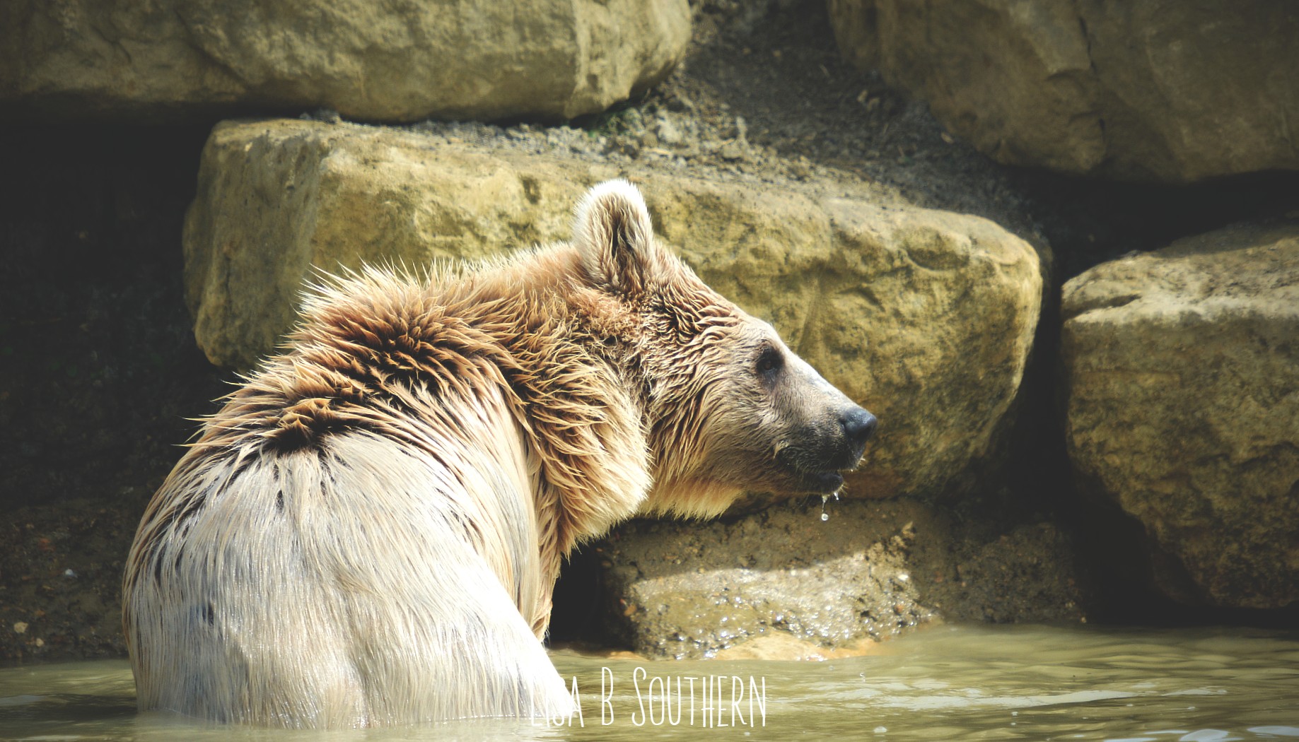 Syrian Brown Bear