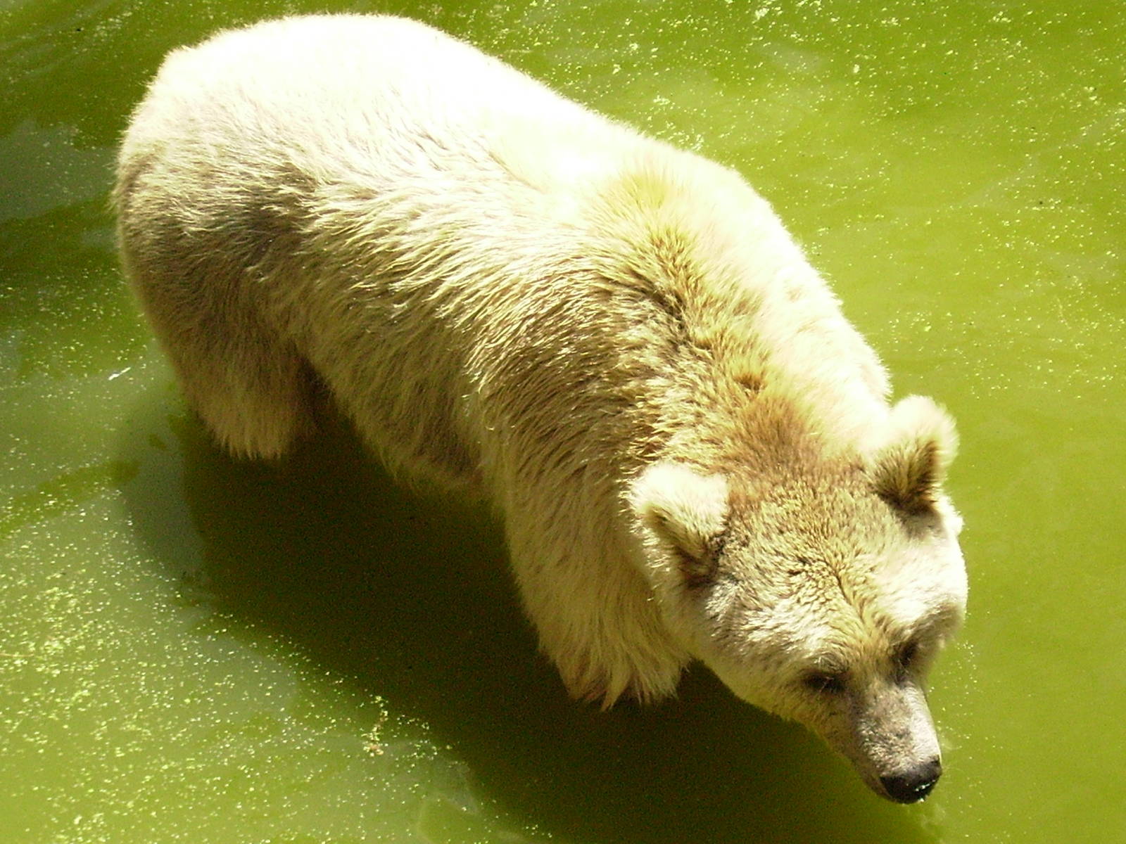 Syrian brown bear
