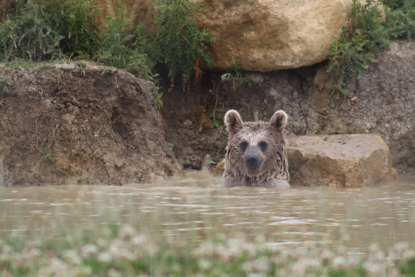 Syrian Brown Bear