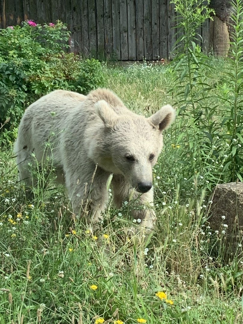 Syrian brown bear