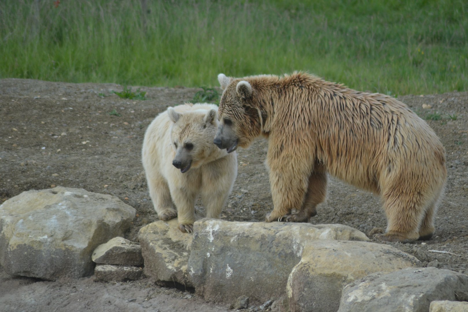 Syrian brown bear