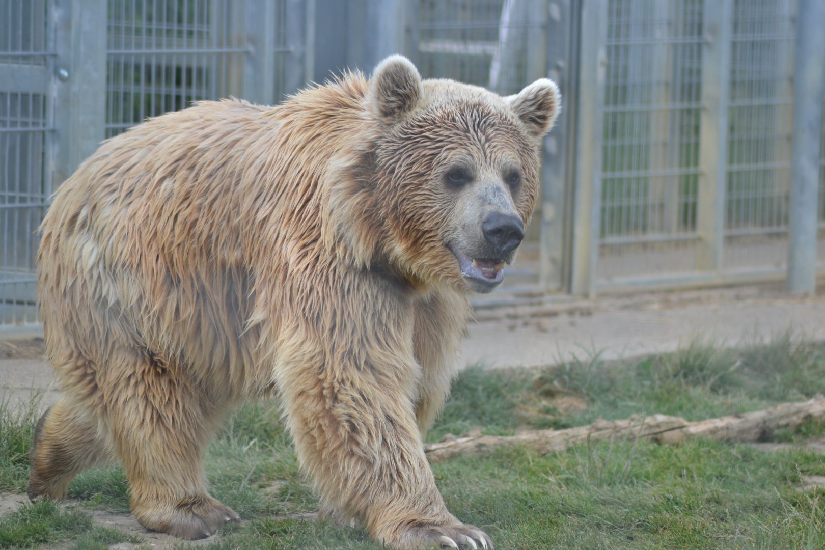 Syrian brown bear