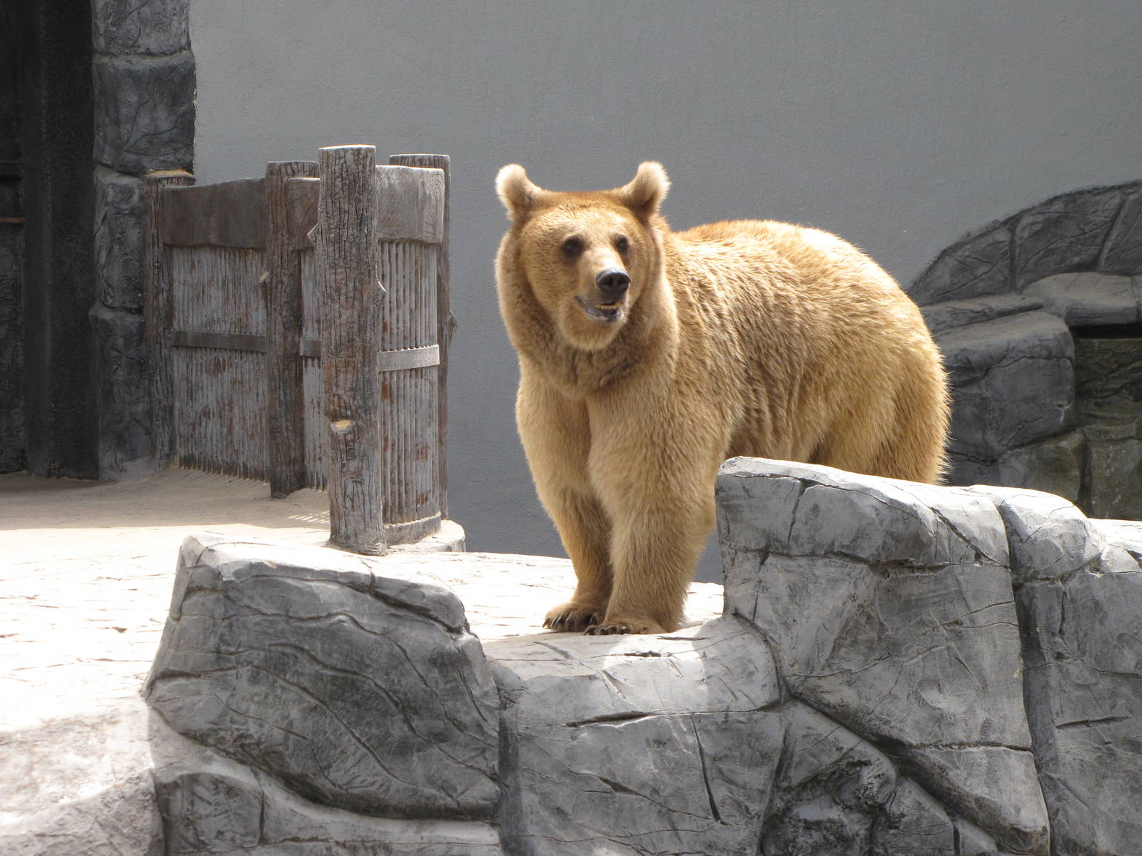 syrian brown bear