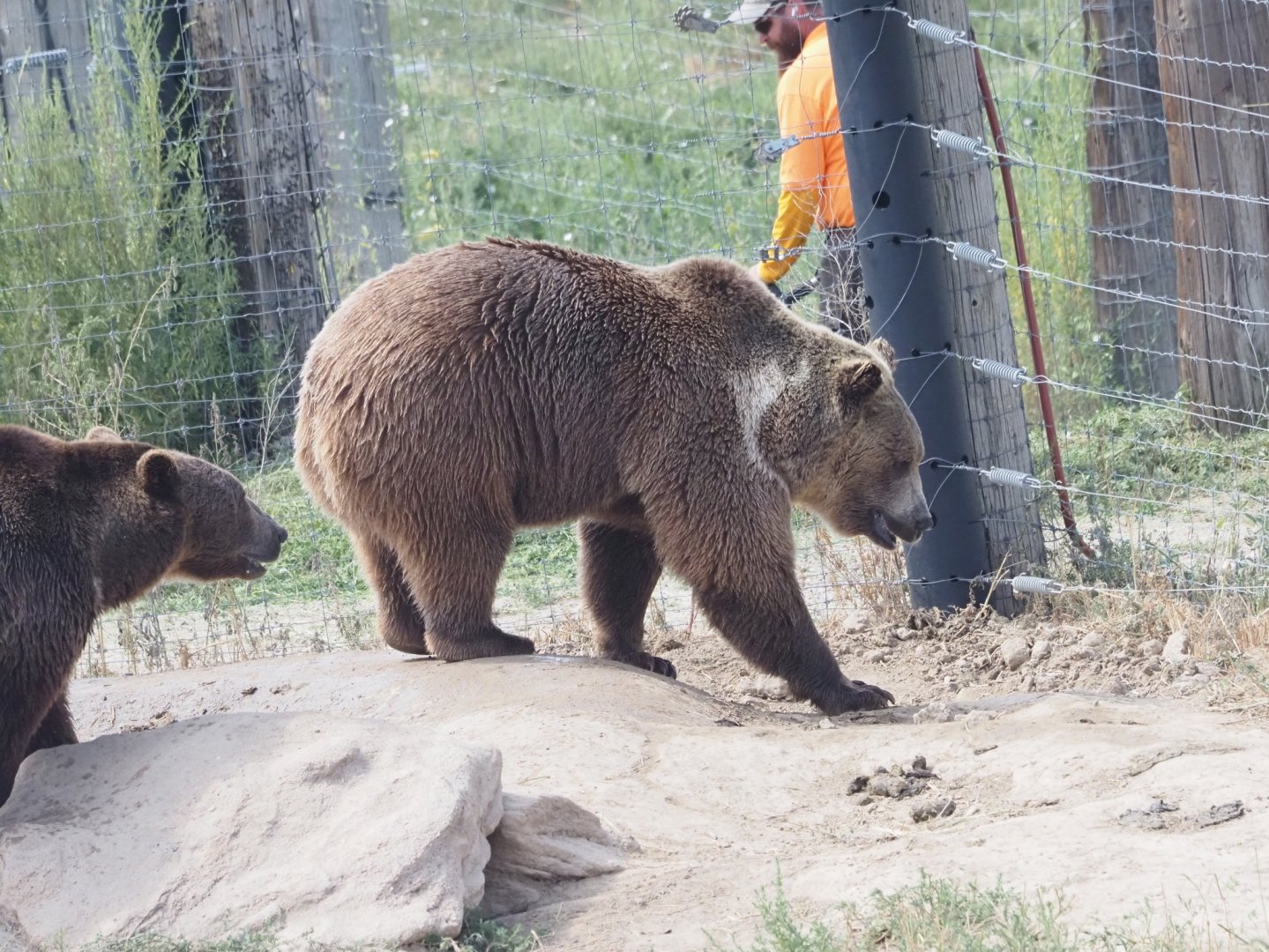 Syrian Brown Bears 1