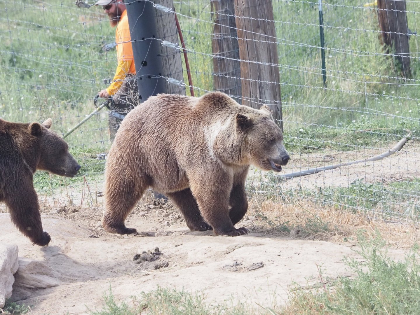 Syrian Brown Bears 2