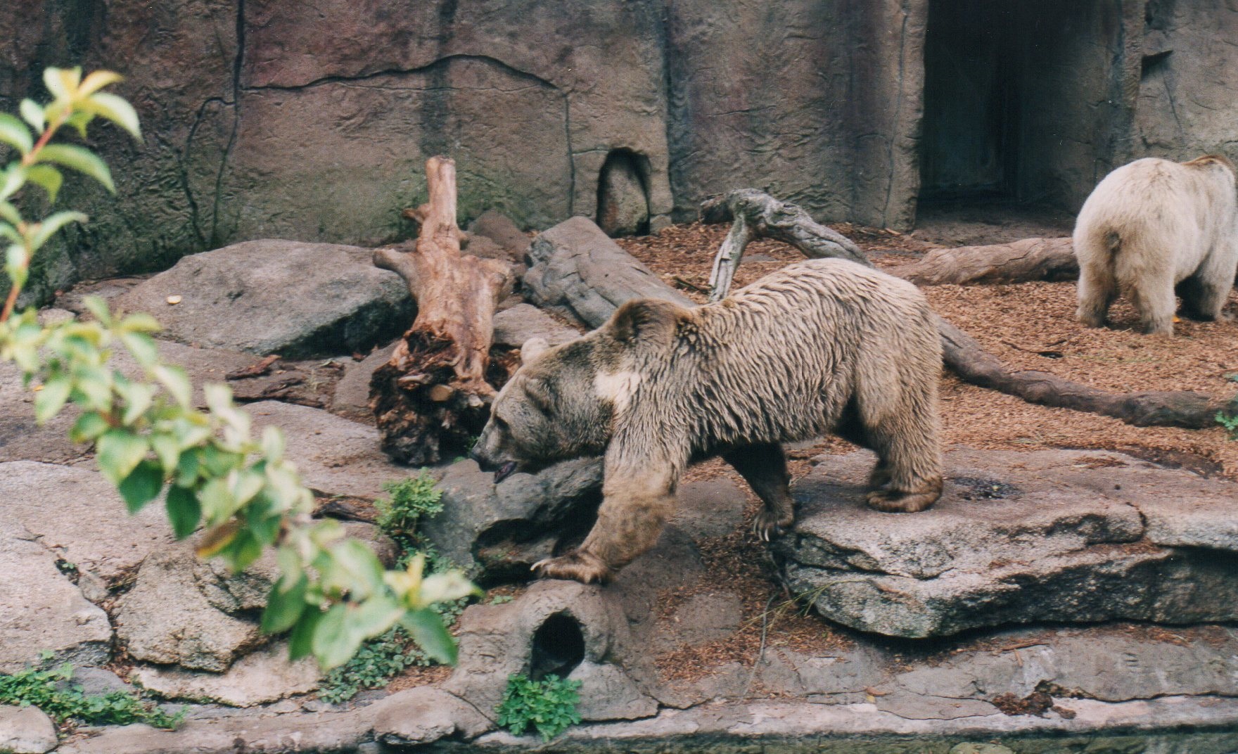 Syrian Brown Bears, 2004