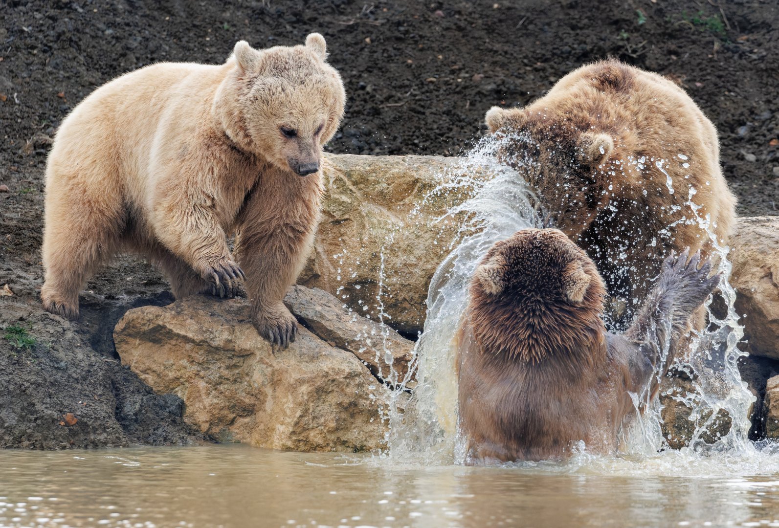 Syrian Brown Bears / 3-3-22 / Hamerton